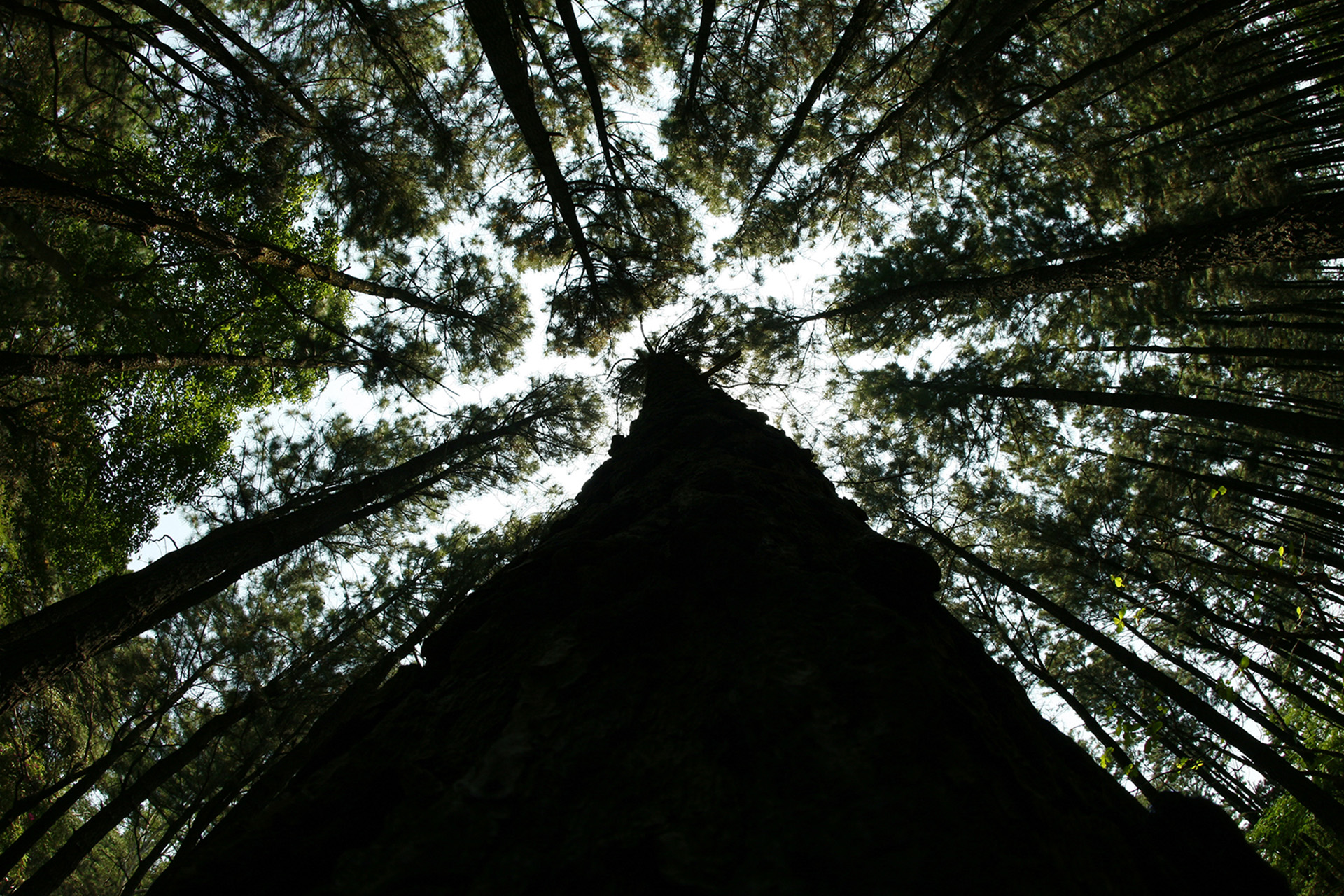 Nature — frame 19